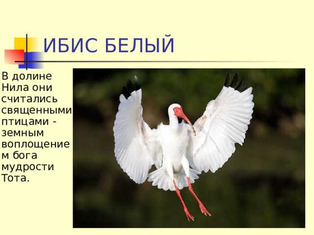 Ибис: внешний вид, фото, особенности, интересные факты, среда обитания
