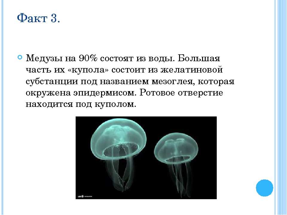 Медузы: сцифоидные и кубомедузы. особенности ядовитых видов медуз
