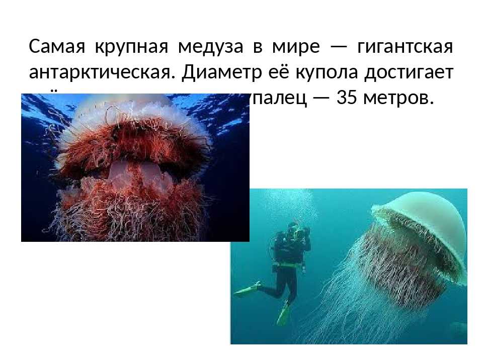 Интересные факты о медузах
