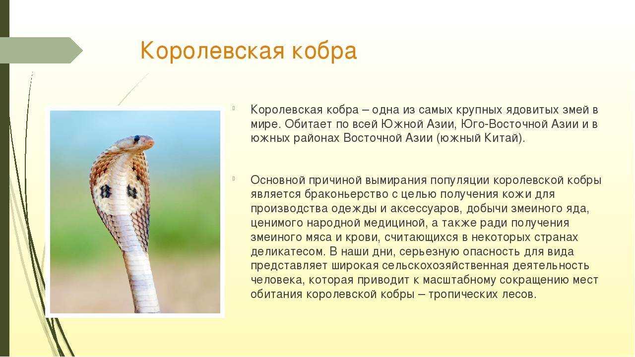 Ядовитая змея кобра (описание, питание, ареал обитания)