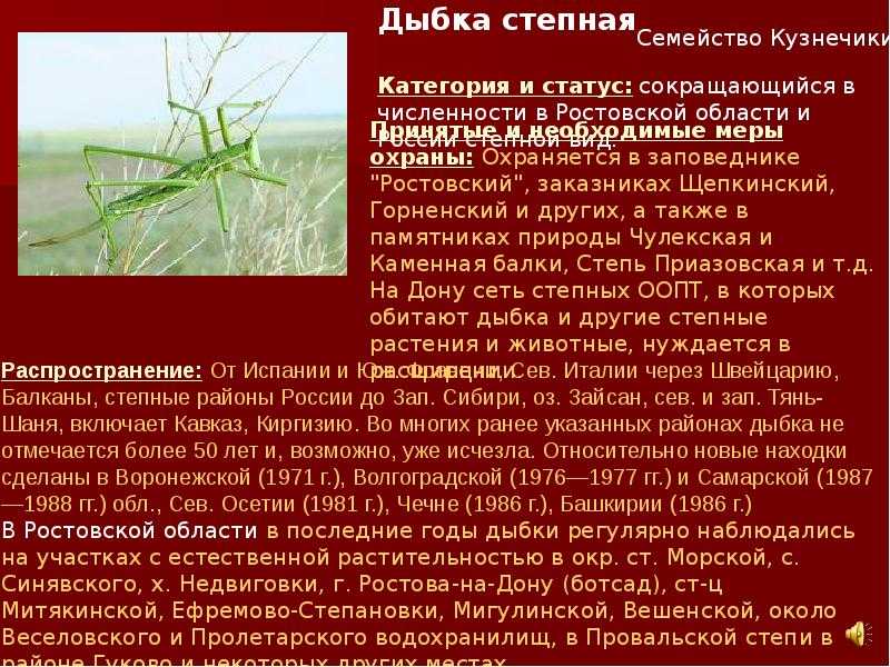 Насекомое кузнечик: анатомия, образ жизни, где обитают, как выглядит, размеры, чем питаются, сколько живут (фото)
