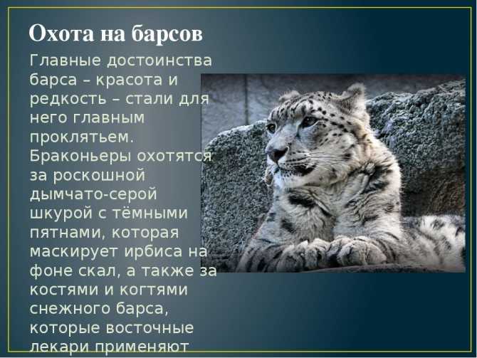 Снежный барс (ирбис): фото и видео, описание породы, характер