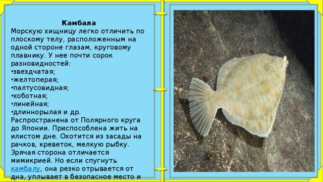 Как приготовить камбалу вкусно на сковороде, в духовке, мультиварке. рецепт пошаговый с икрой, картошкой, овощами, сметаной. фото