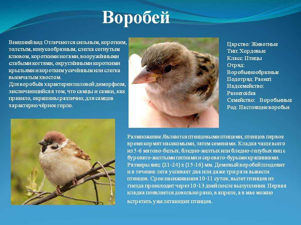 Воробей – описание, особенности образа жизни, интересные факты.