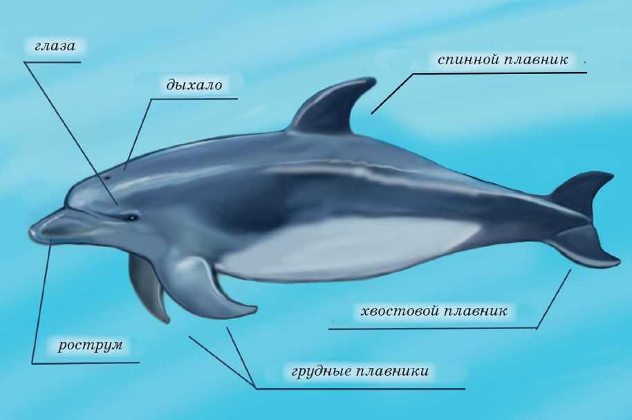 Животный мир тропических дождевых лесов