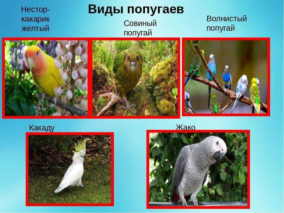 Говорящие попугаи для дома, какие виды легче научить