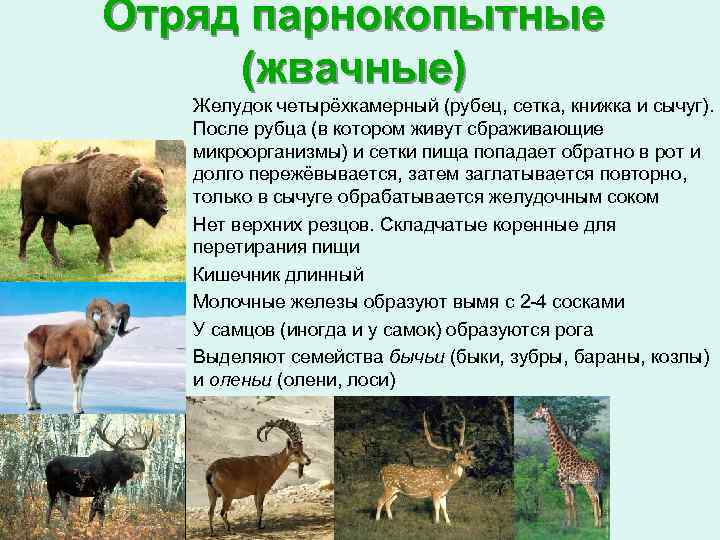 Парнокопытные животные: класс жвачных