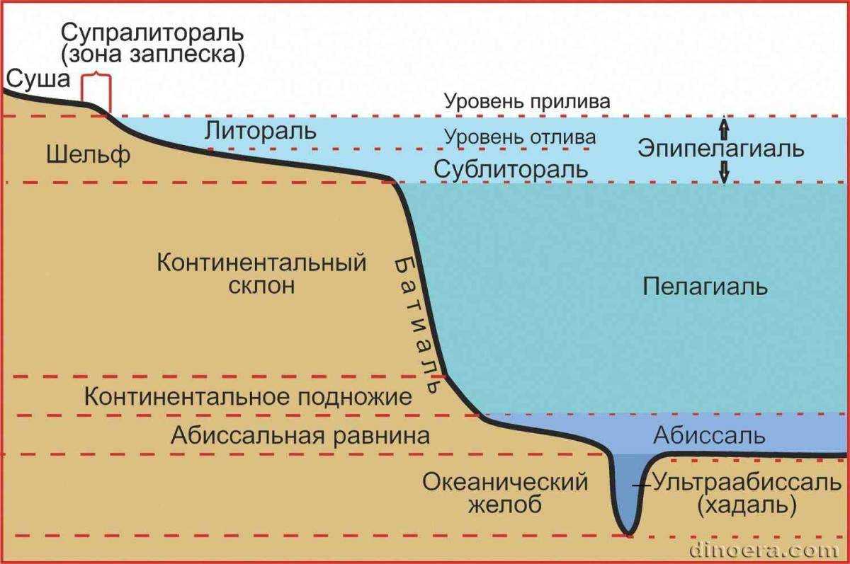 Тип моллюски. общая характеристика типа. значение моллюсков в природе и жизни человека