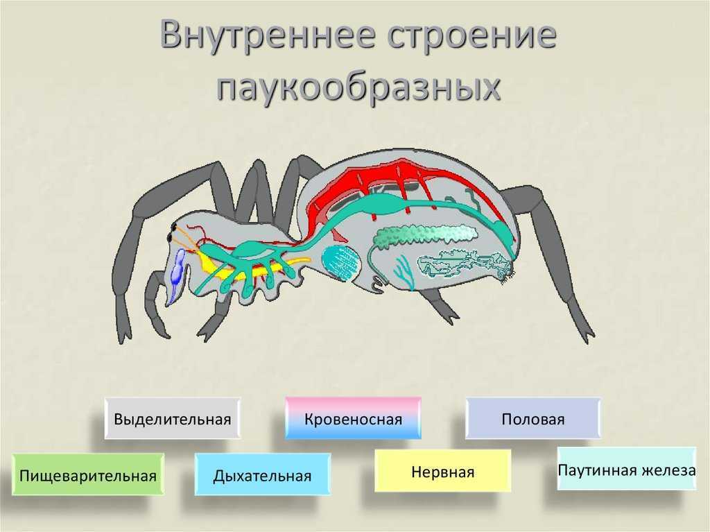 Членистоногие пауки: общая характеристика класса паукообразных, сколько ног у насекомого | tvercult.ru