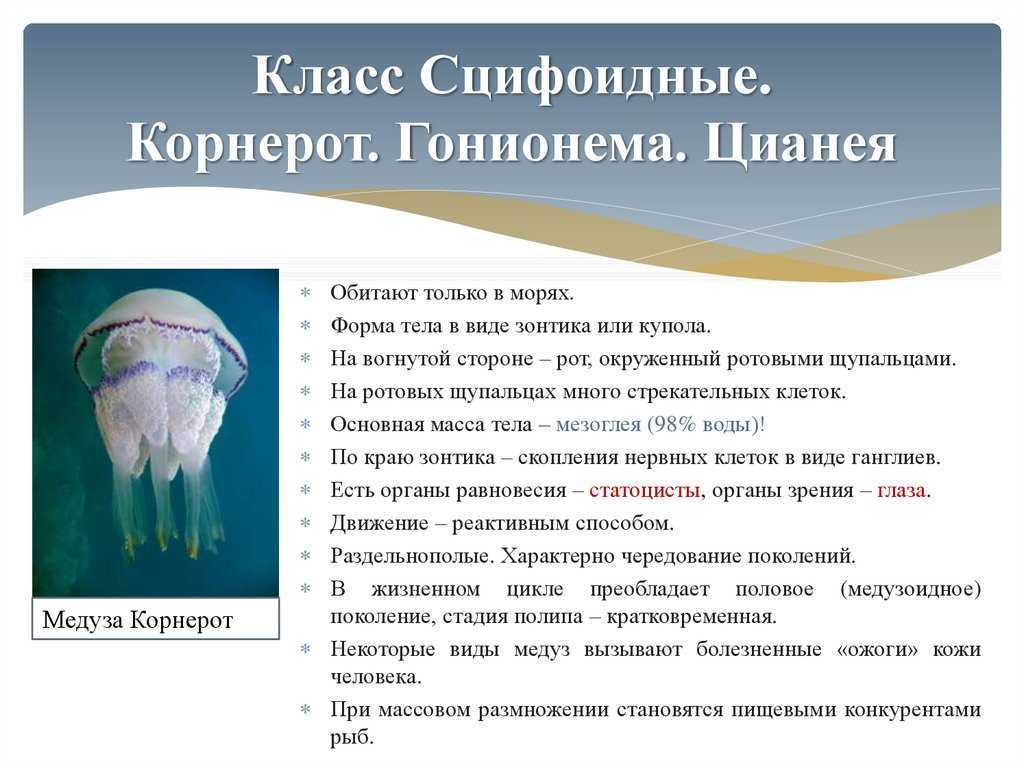 Стрекающие морские животные | группа rudive