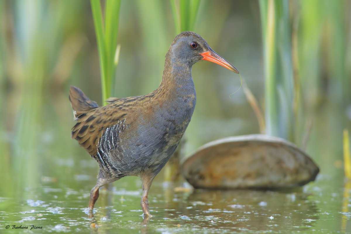 Водяной пастушок Rallus aquaticus - околоводная птица, длина ее тела достигает 23–28 см, вес до 170 г Водяной пастушок населяет средние широты Евразии Он почти повсюду немногочислен или редок