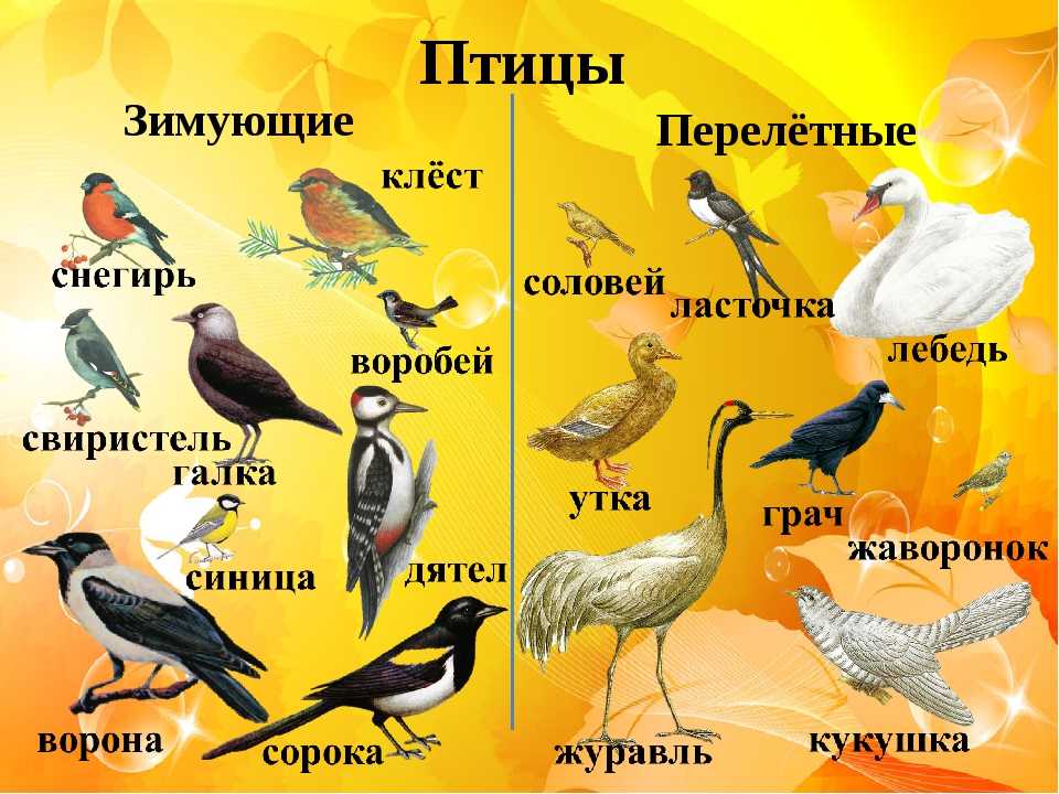 Арама (птица) : definition of арама (птица) and synonyms of арама (птица) (russian)