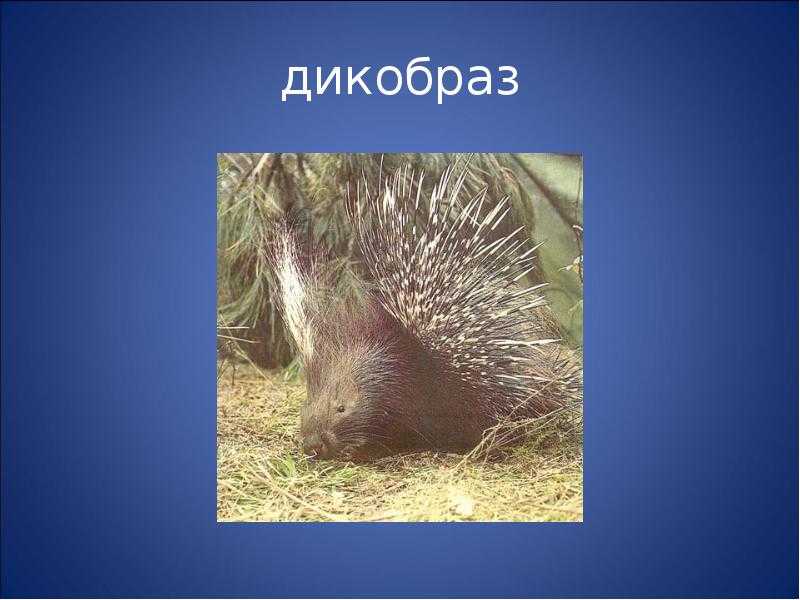 Интересные факты о дикобразах