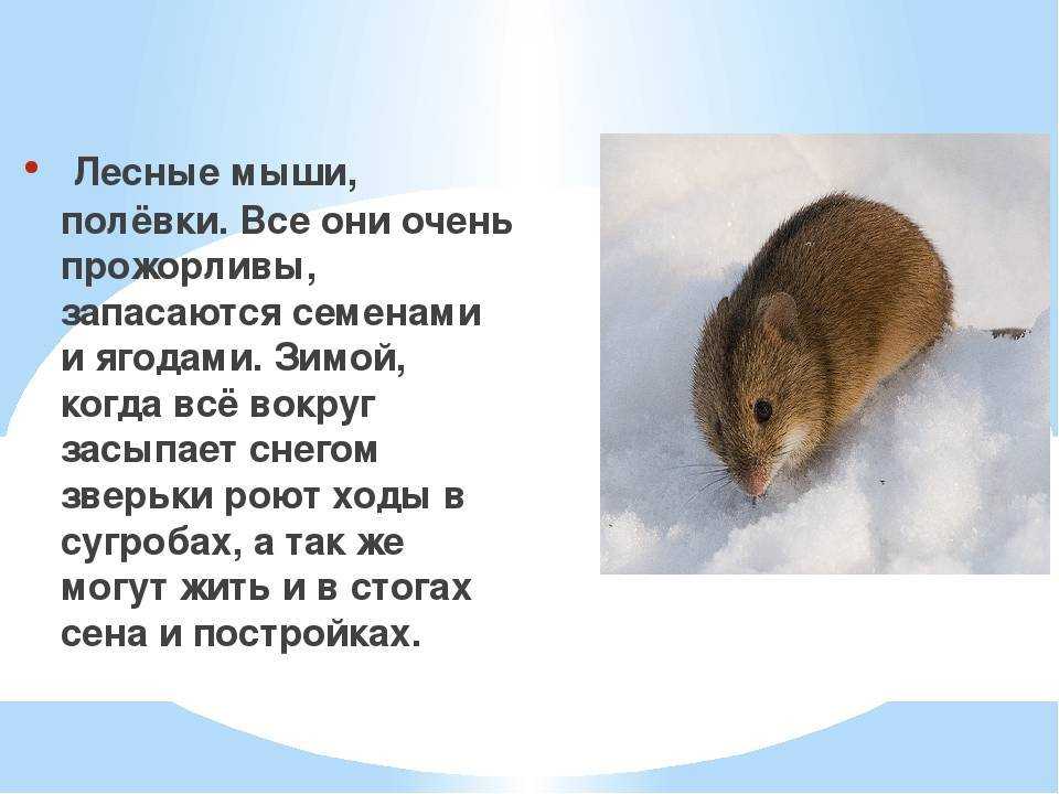 Мышь