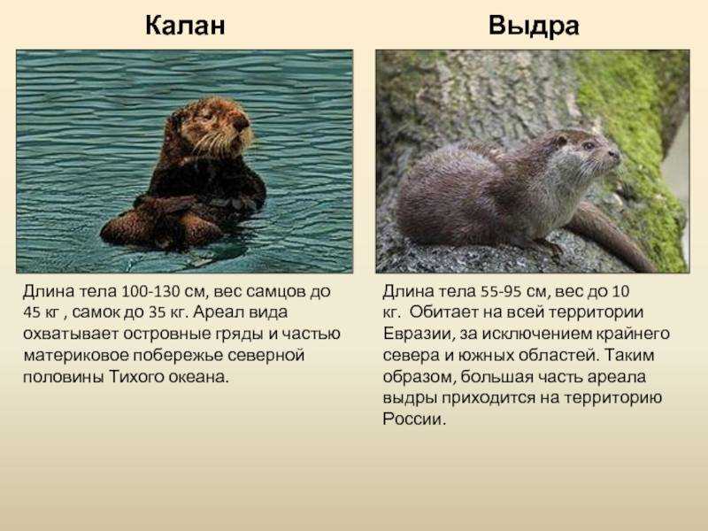 Гигантская, или бразильская выдра. ареал обитания и образ жизни