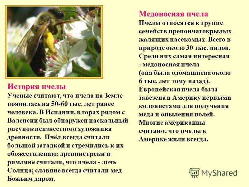Медоносная пчела: строение насекомого, описание, тип развития