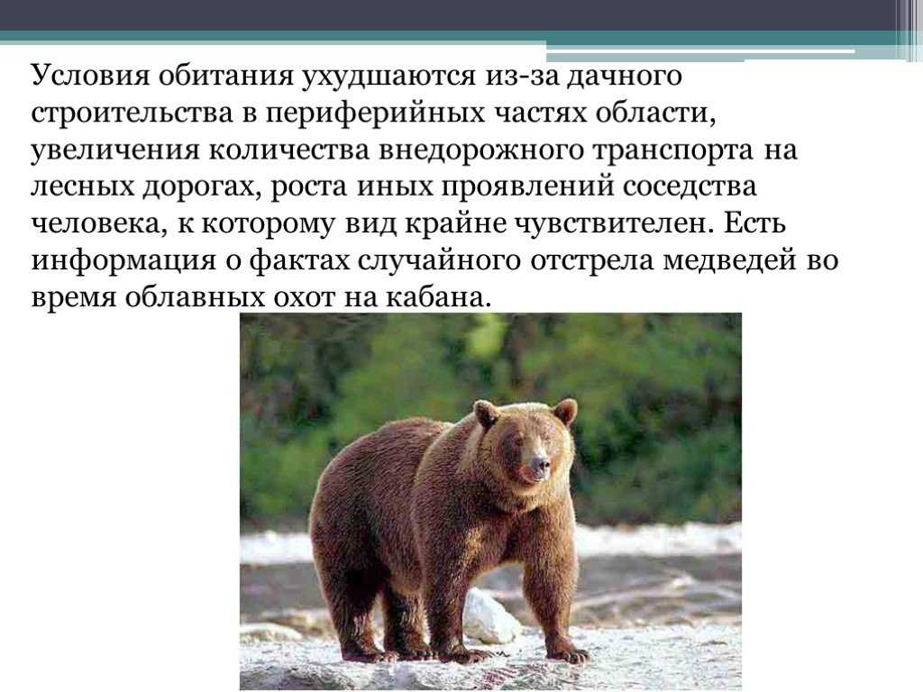 Приспособленность бурого медведя к среде обитания