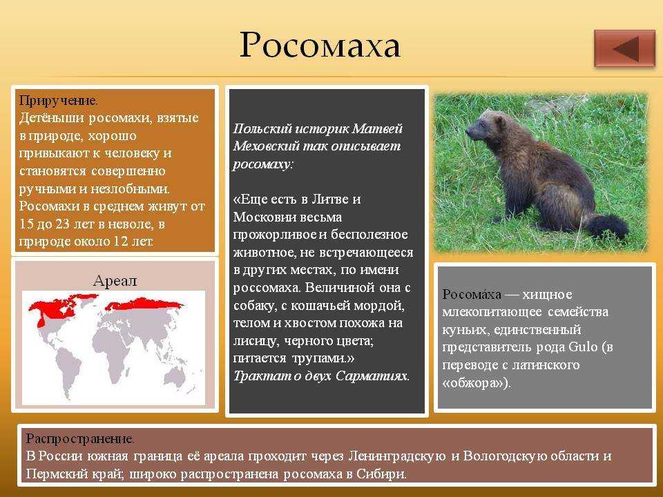 Замбар индийский — wikihunt