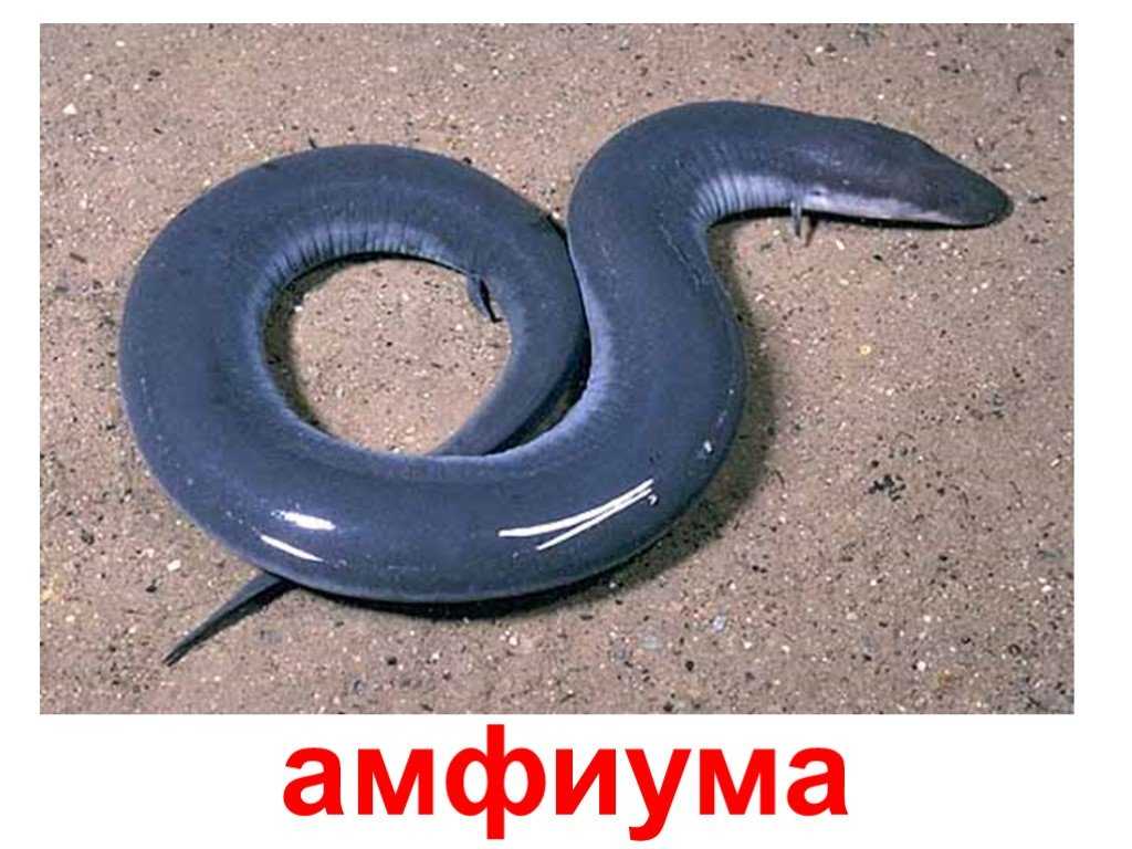 Амфиума трехпалая