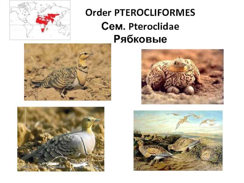 Птицы