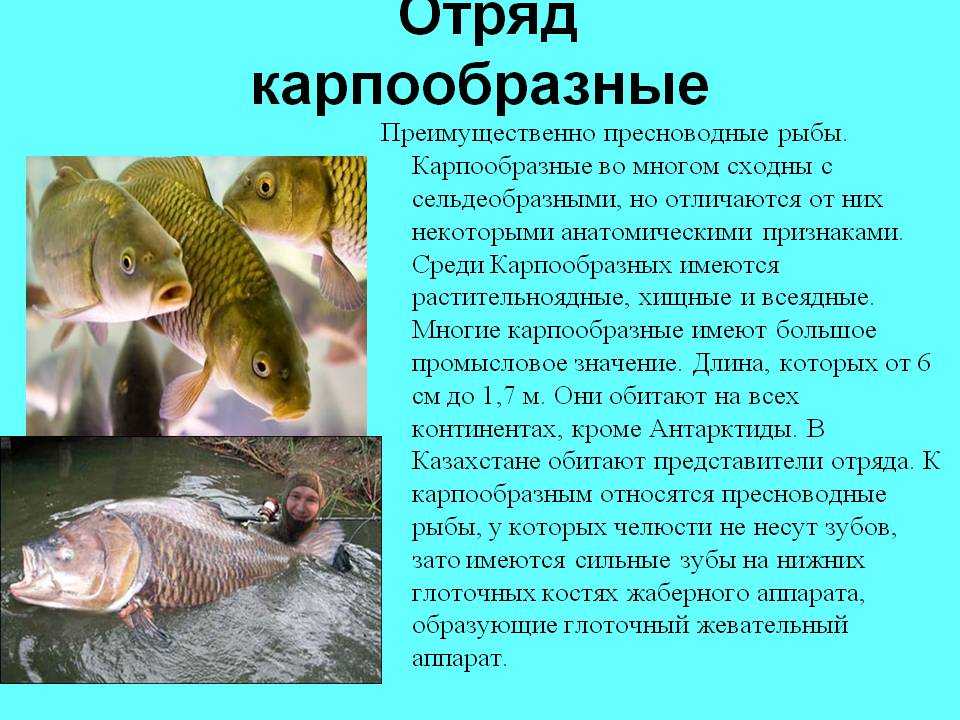 Центропомус