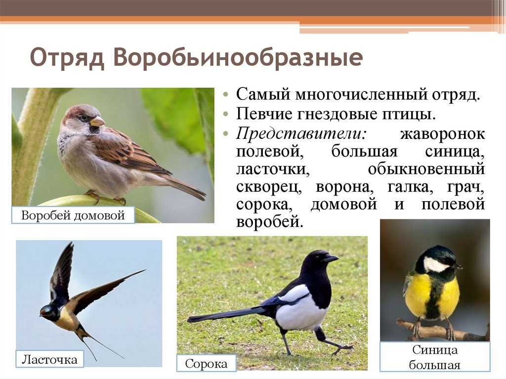 Интересные факты про птицу киви