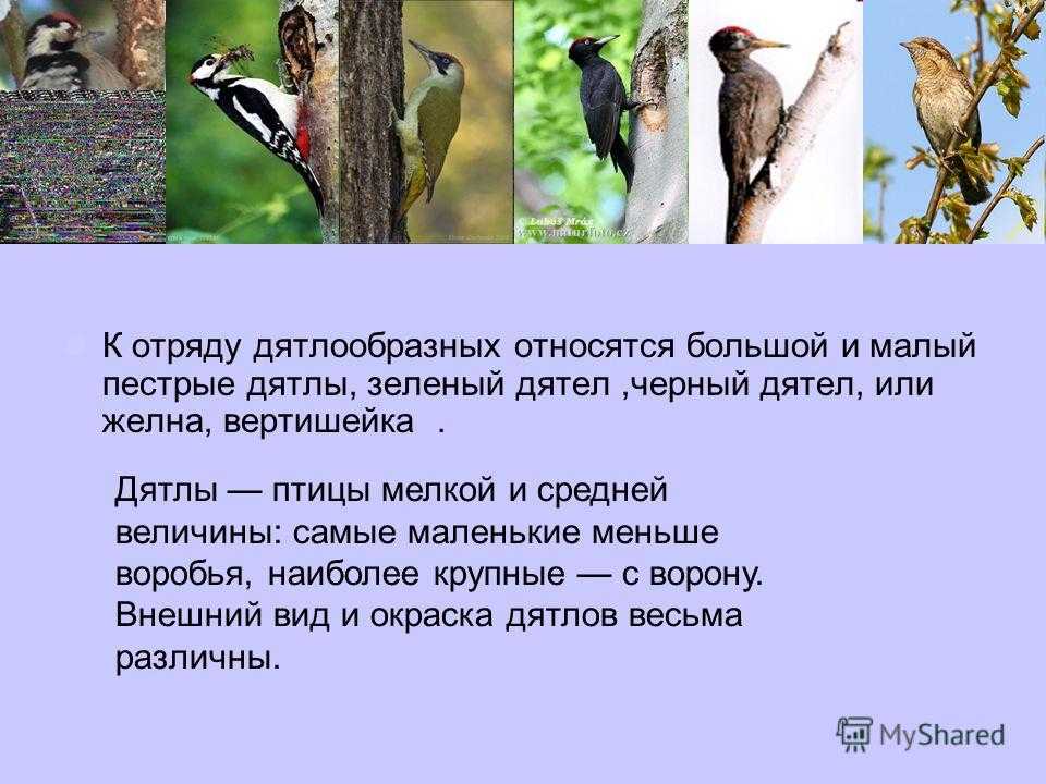 Дятел
