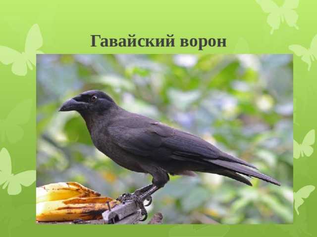 Чем отличаются вóроны от ворóн?