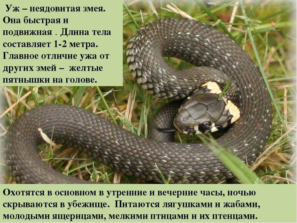 Змеи африки. какие есть опасные африканские змеи? — мир африки