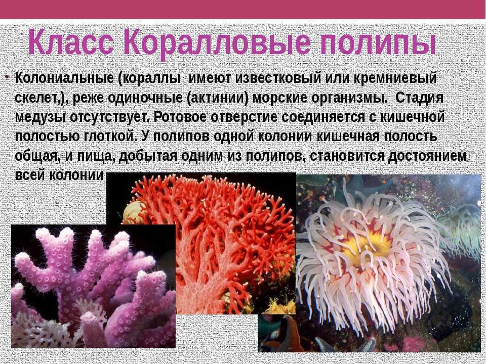 Коралловое море – сказочный подводный мир!