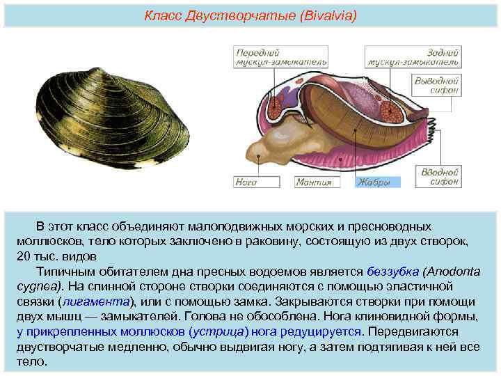 Двустворчатые моллюски