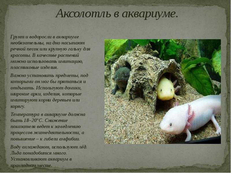 Мексиканский аксолотль | мир животных и растений
