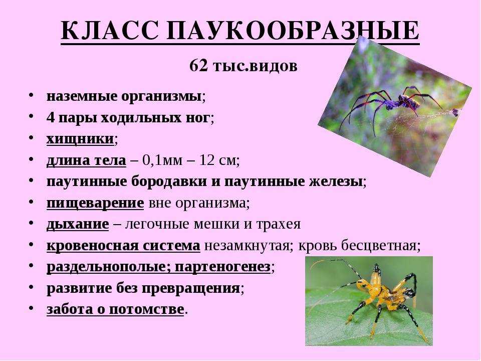 Паукообразные. общая характеристика, внешнее и внутренне строение