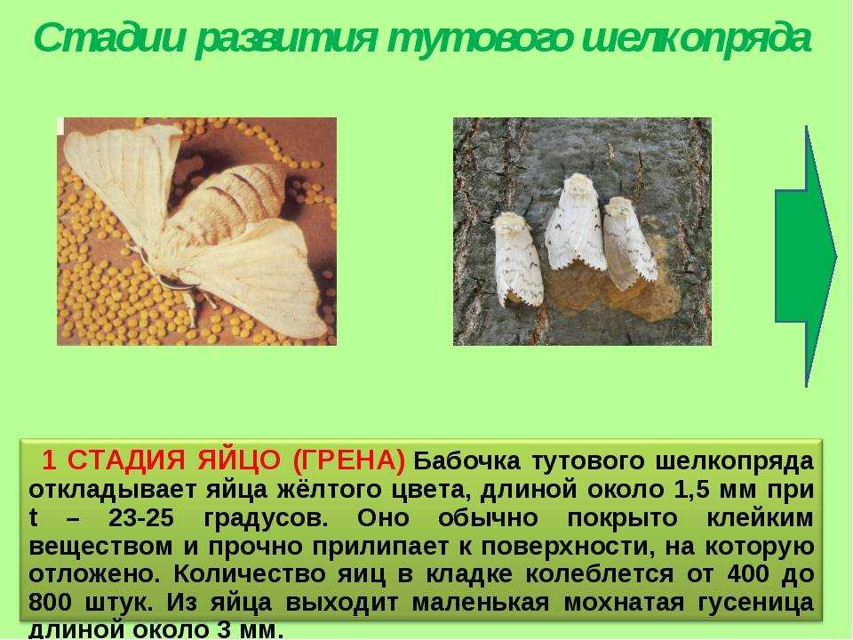 Тутовый шелкопряд: внешний вид, фото, особенности, интересные факты, среда обитания