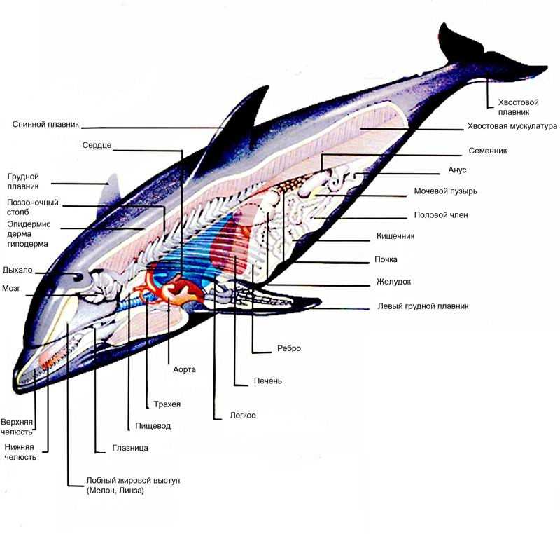 У кита альвеолярные легкие