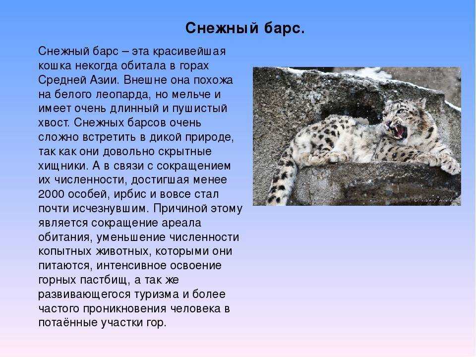 Доклад на тему снежный барс ирбис сообщение 2, 3, 4, 5 класс (описание для детей)