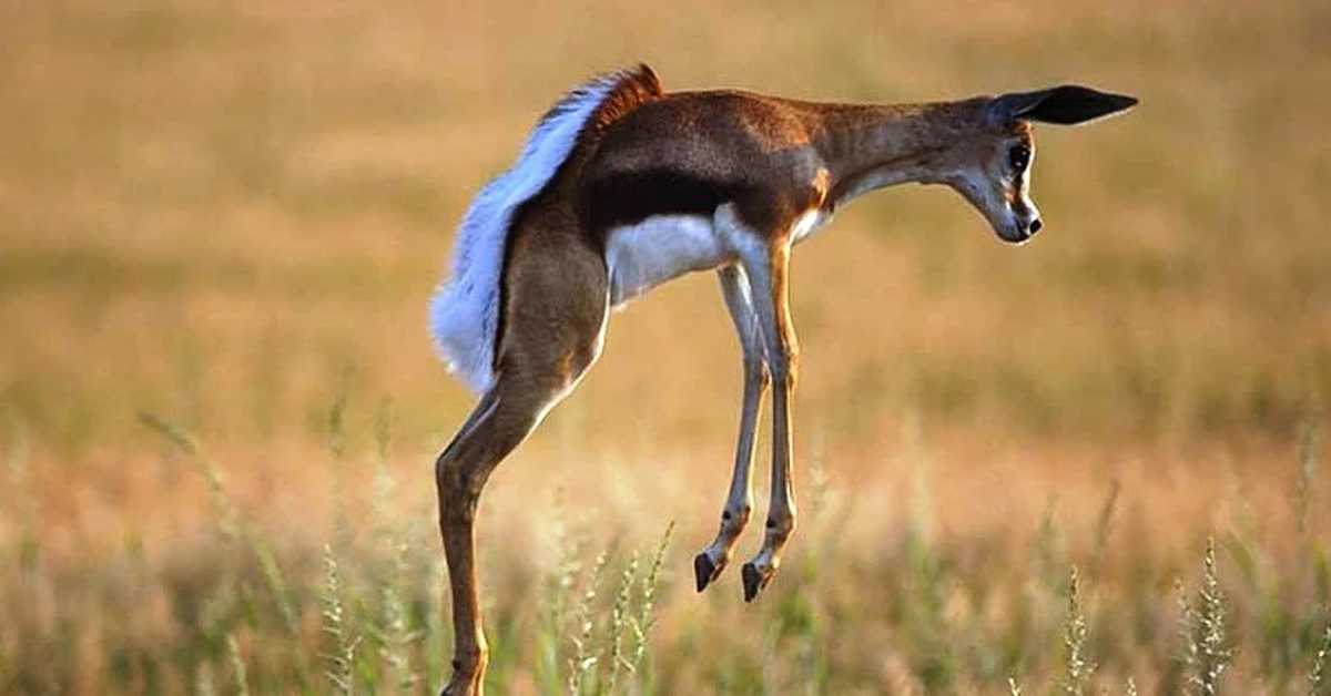 Самые быстрые животные топ 10