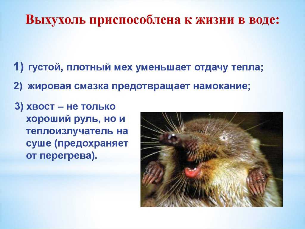 Выхухоль - как выглядит и где обитает животное, описание и фото