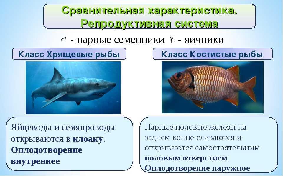 Рыба различие. Характеристика класса костные рыбы. Характеристика класса хрящевые рыбы. Надкласс рыбы общая характеристика. Класс хрящевые и костные рыбы.