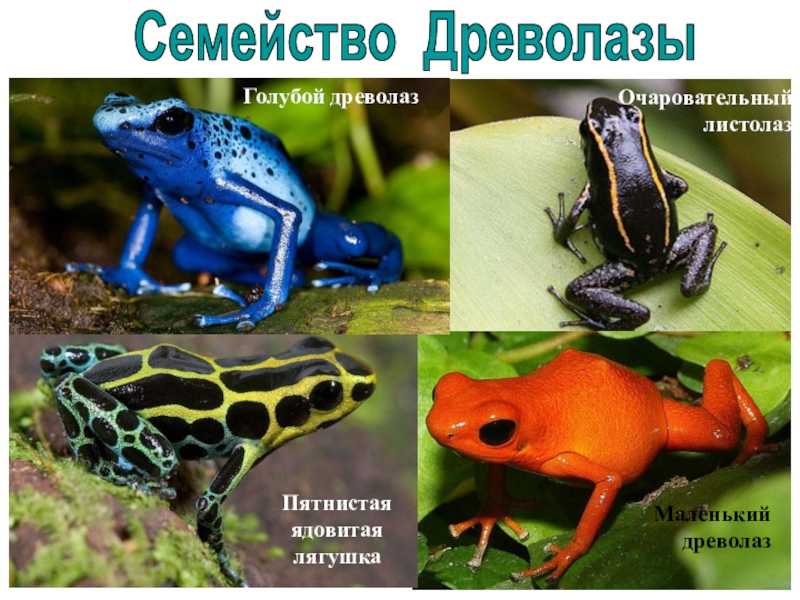 Ядовитые лягушки краснодарского края фото и описание