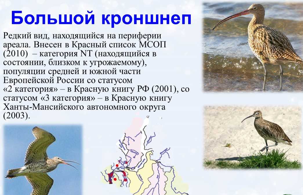 Большой кроншнеп - описание, среда обитания, интересные факты