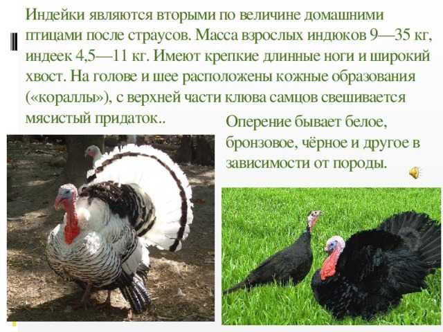 Индейка и индюшка: в чем разница между самками и какие отличия от индюков, как правильно говорить и определить пол месячных индюшат