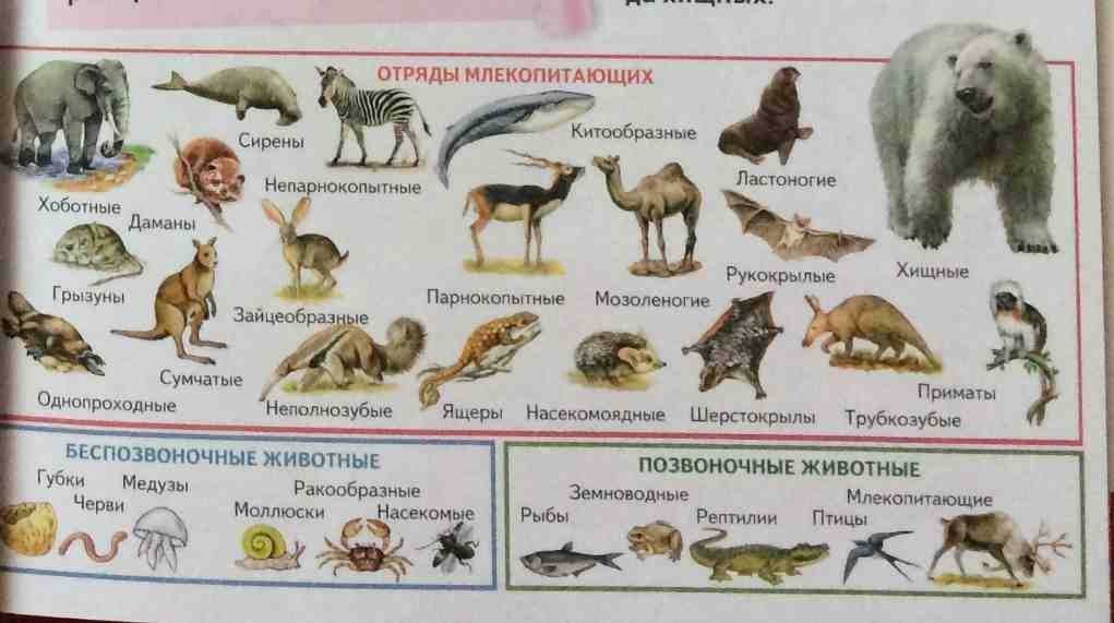 Насекомоядные животные: характеристика и примеры - наука - 2023
