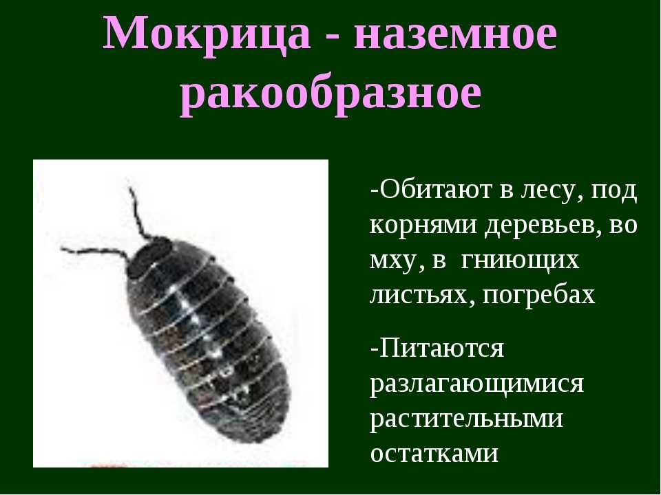 Кто такие мокрицы. описание и фото мокрицы — как выглядит, что ест, как размножается