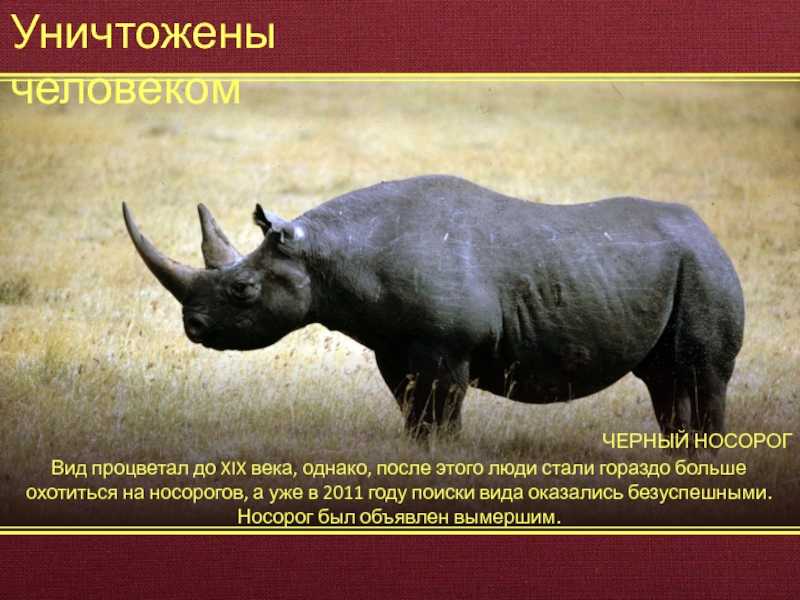 Всё о носорогах