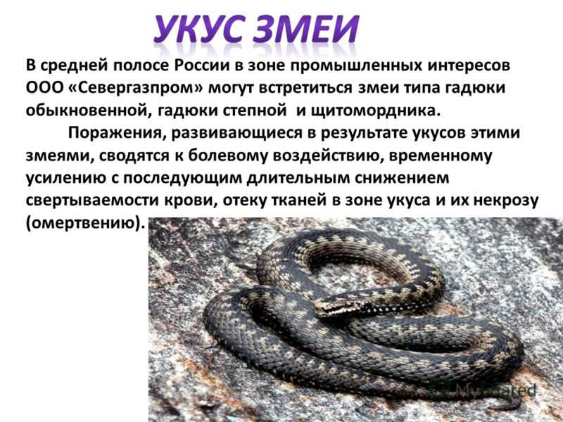 Животное носорог: где живёт, чем питается, интересные факты и фото