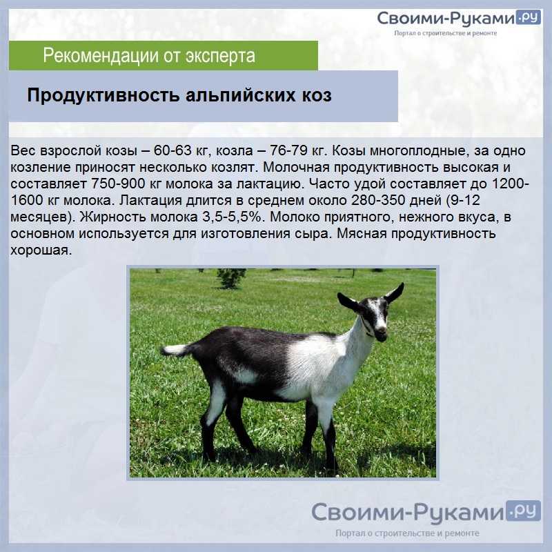 Альпийские и нубийские козлы: характеристика породы и отзывы владельцев