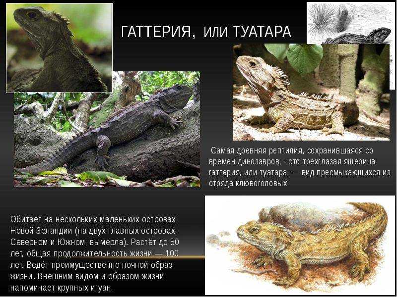 Гаттерия, или туатара | мир животных и растений