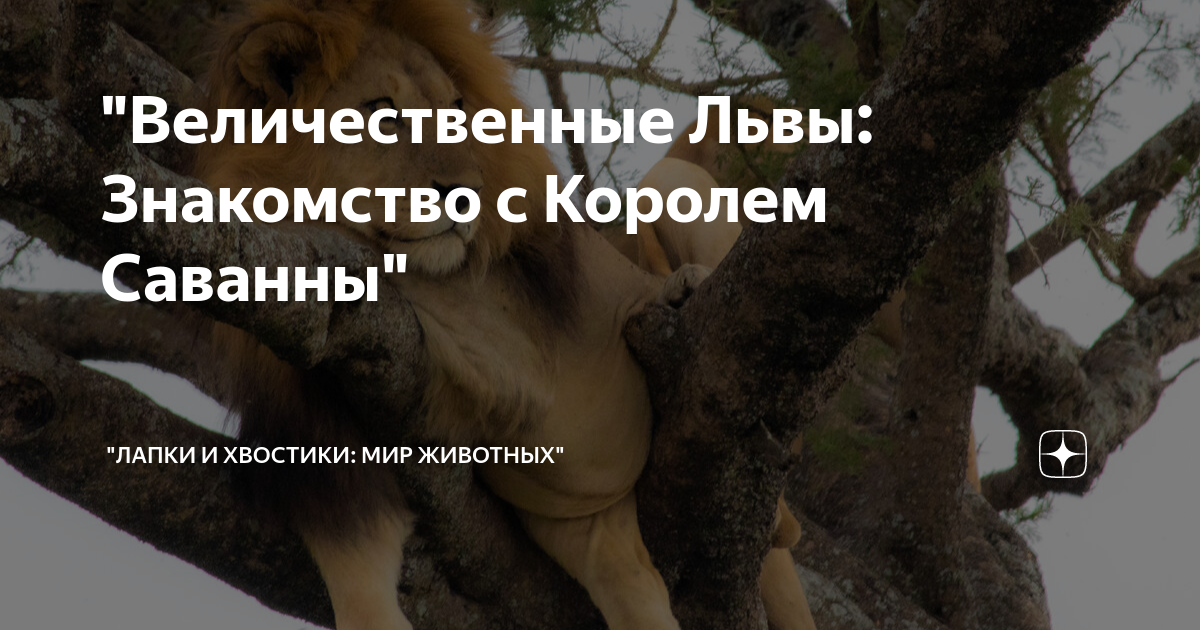 Любопытные факты о львах :: инфониак