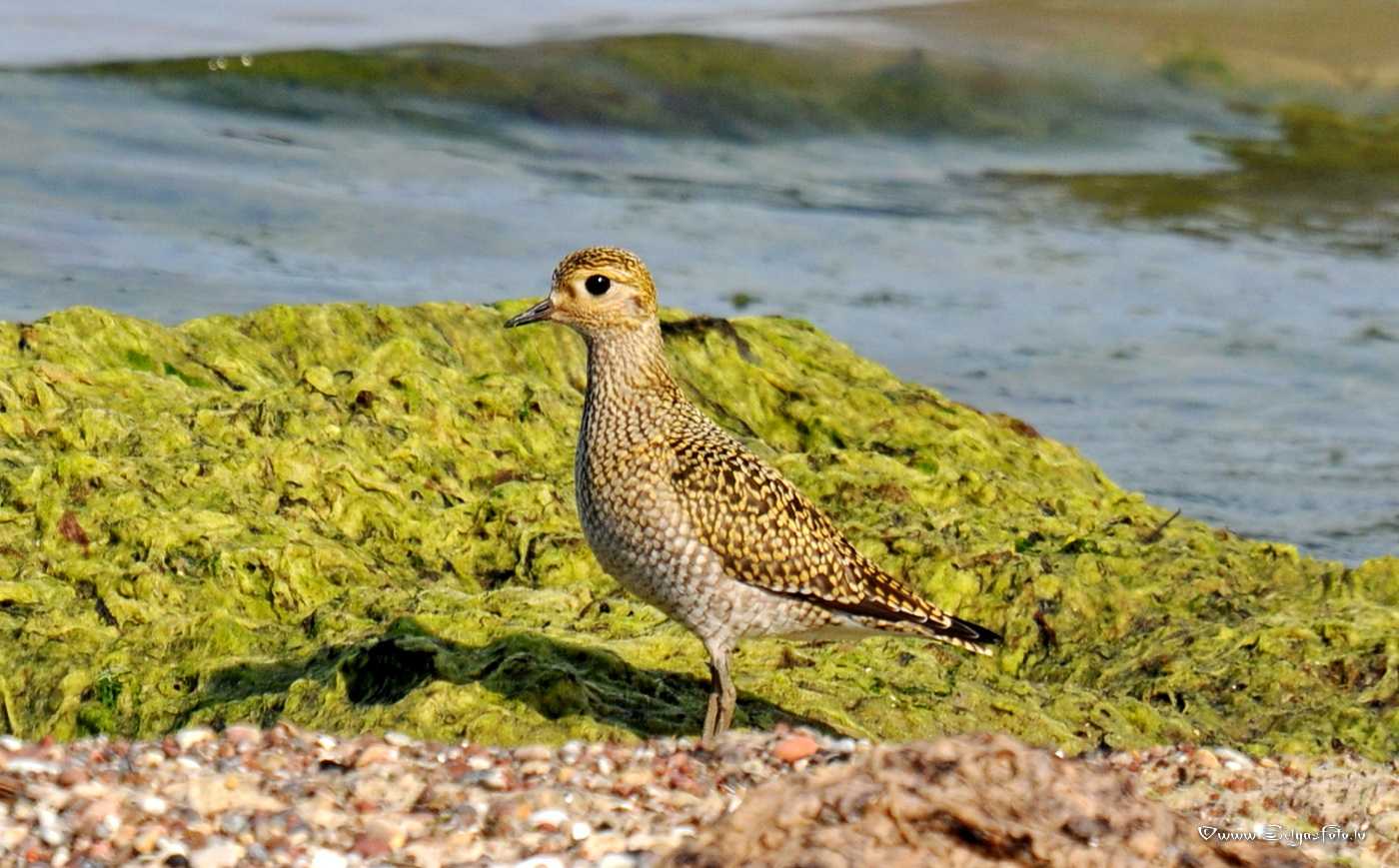 Кулик-сорока (haematopus ostralegus)